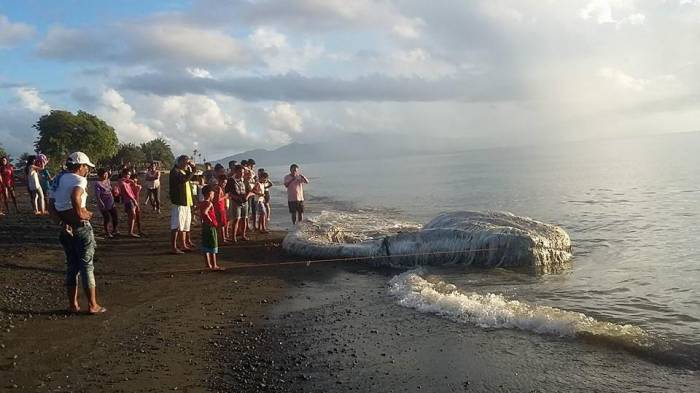 Hallan en Filipinas una horrorosa criatura y temen un apocalipsis