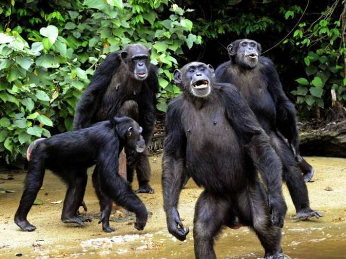 Chimpanzees have much cleaner beds than humans do, scientists find