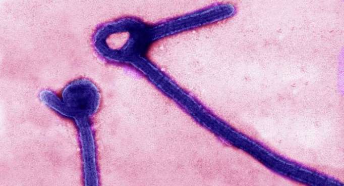 La OMS, alarmada por la llegada del ébola a una ciudad congolesa