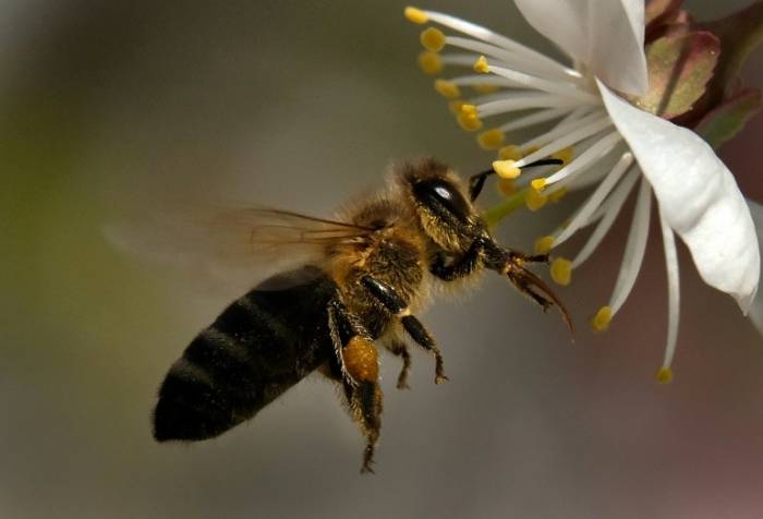 Justicia europea confirma la restricción de pesticidas nocivos para las abejas