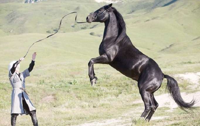 Le cheval karabakh: Un long chemin pour trouver le bon cheval - PHOTOS