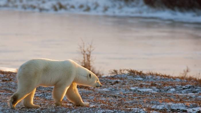 El calentamiento global acabará con especies como el oso polar y los arrecifes de coral para 2100