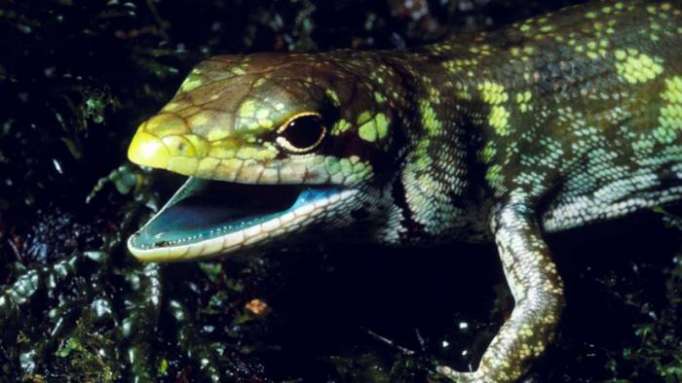 Revelan el secreto genético de los lagartos de sangre verde y tóxica
