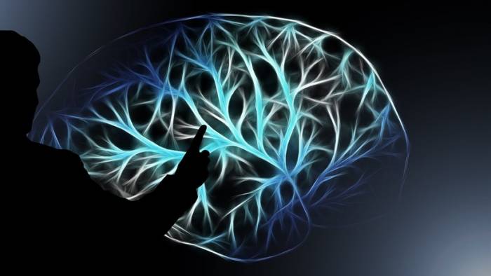 Descubren que el nivel de ingresos de una persona está relacionado con la anatomía de su cerebro