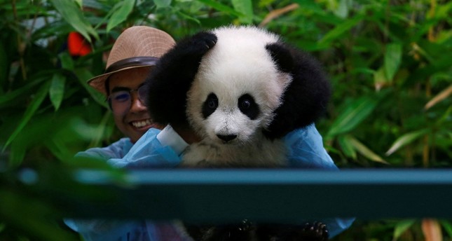 Panda cub makes public debut at Malaysia zoo