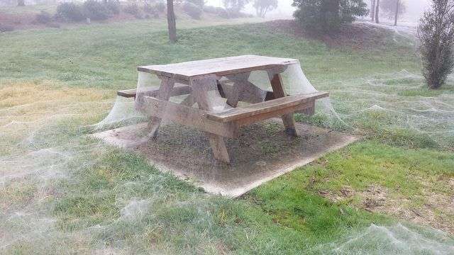 Un parc en Australie complètement couvert de toiles d’araignées