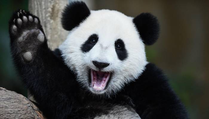 Des pandas perdent leurs taches noires et personne ne sait pourquoi
