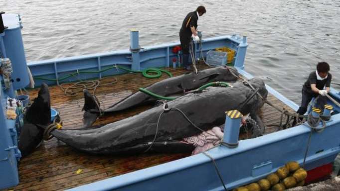 Japon: 333 baleines tuées en 4 mois
