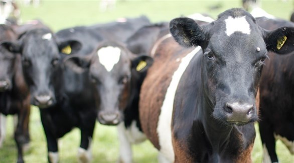 نيوزيلندا تعدم 150 ألف رأس من الماشية