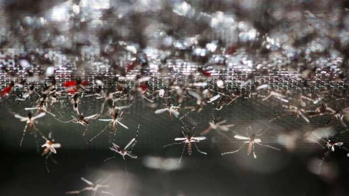 "Es una película de terror": Hordas de mosquitos atemorizan a una región rusa 