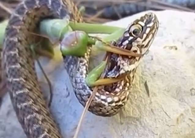 Una mantis religiosa decide atacar a una serpiente: ¿quién sobrevivirá?-VİDEO