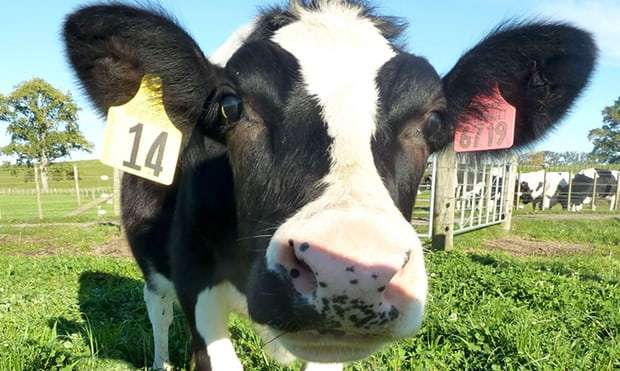 New Zealand to cull more than 100,000 cows to eradicate Mycoplasma disease