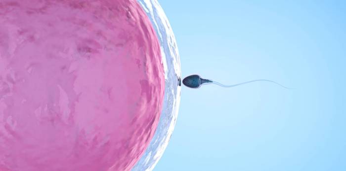 El Constitucional portugués obliga a los donantes de óvulos y esperma a salir del anonimato
