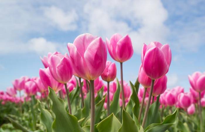 Science décalée : les fleurs amènent la pluie