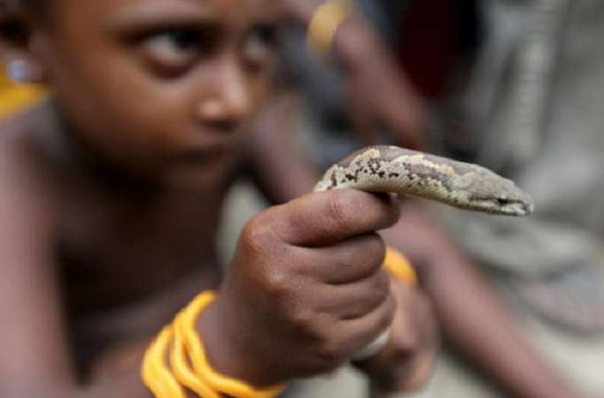 Une morsure de serpent fait deux morts en Inde