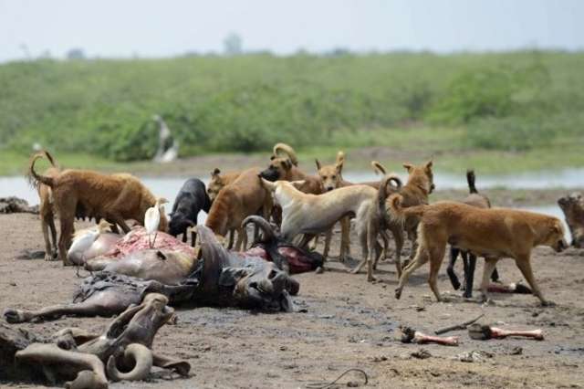 Inde: des villageois tuent des chiens errants pour venger la mort d