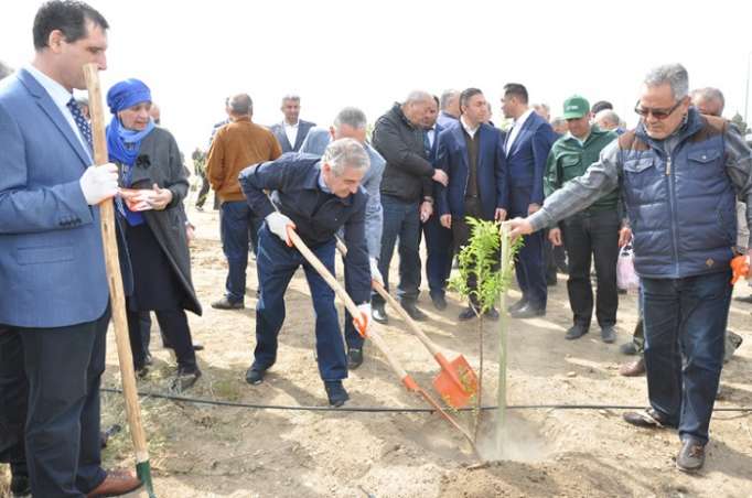 "700 min ağac əkək" kampaniyası başa çatıb - FOTOLAR