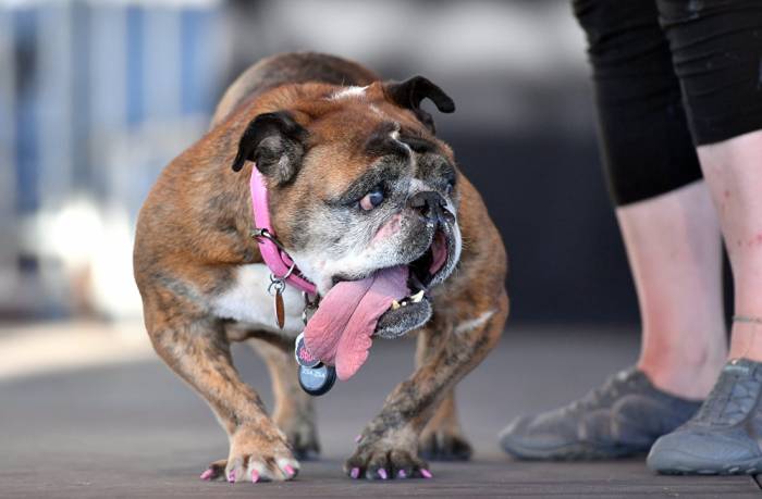 Le chien le plus laid du monde et ses concurrents - PHOTOS