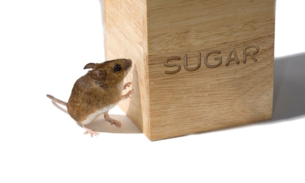 Desire for sugar eliminated in mice by rewiring brains