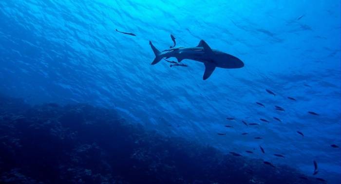 Un brasileño muere tras el feroz ataque de un tiburón (fuertes imágenes)