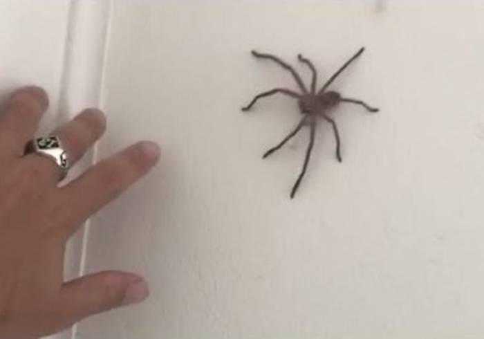 Por qué no deberías matar las arañas que encuentras en casa