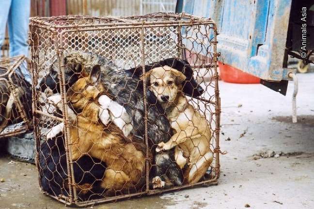 The shocking truth behind the Yulin Dog Meat Festival