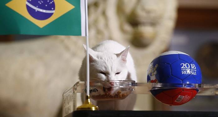 El gato Aquiles predice la victoria de Brasil en el partido contra Costa Rica