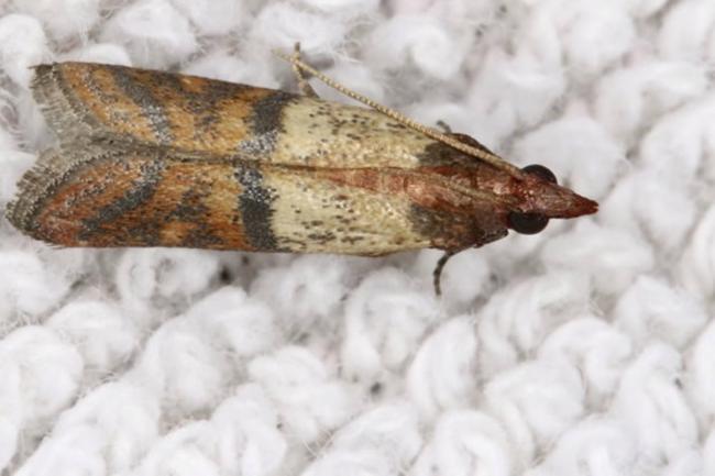Washing clothes at low temperatures could lead to moth infestations