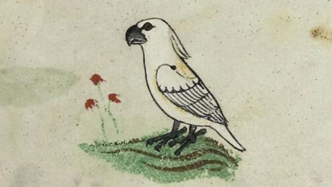 Cockatoo identified in 13th Century European book