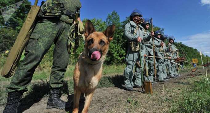 Wie Hunde russischen Militärs und Sicherheitskräften helfen