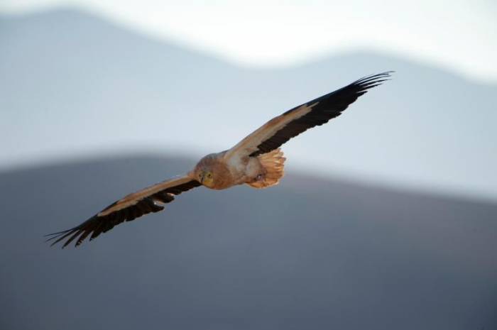 La apuesta de Fuerteventura por los parques eólicos pone en peligro al guirre