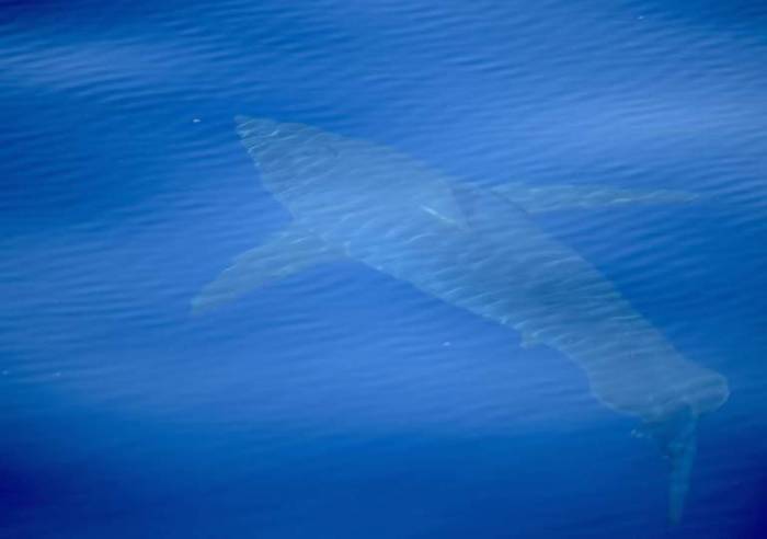 Great white shark spotted off Spain