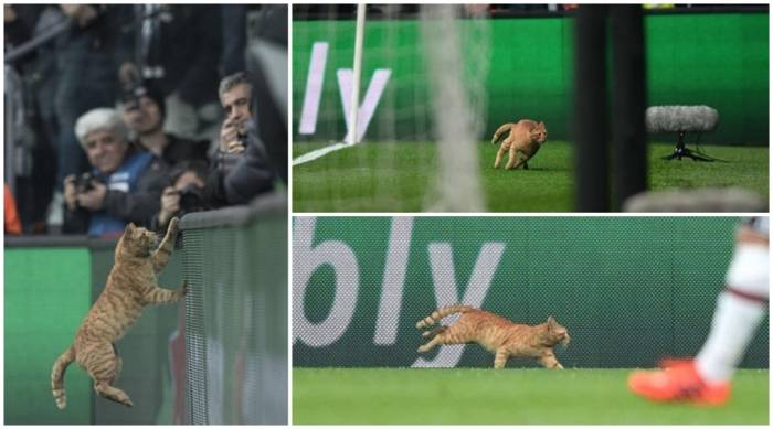 Le Besiktas puni à cause du chat qui a interrompu le match contre le Bayern