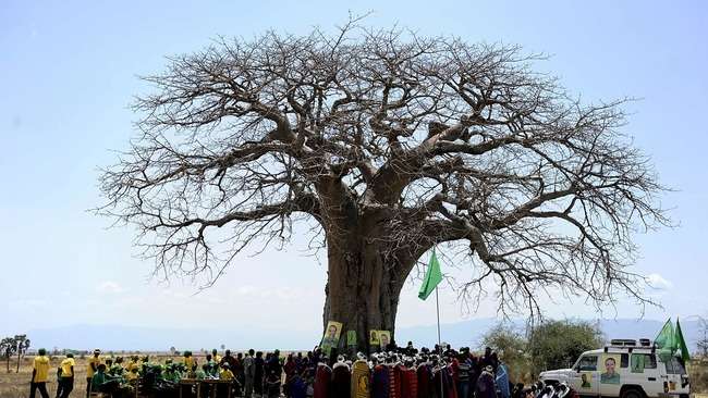 Disparition "spectaculaire" des plus vieux baobabs d