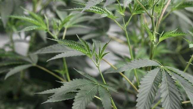 Un premier médicament à base de cannabis autorisé aux Etats-Unis