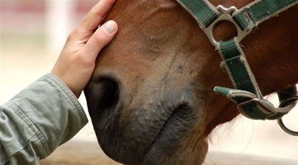 دراسة تكشف طريقة تفاعل الحصان مع الإنسان