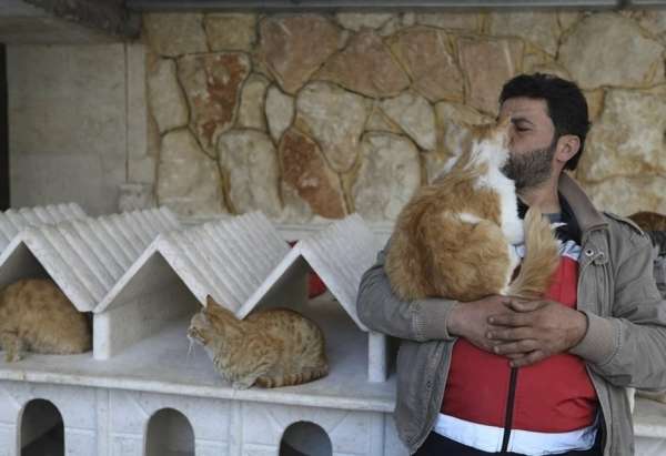Un improbable refuge pour chats en Syrie