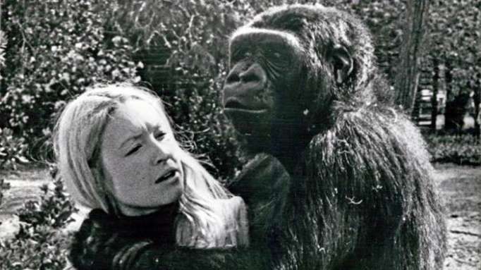 Muere Koko, la gorila capaz de 