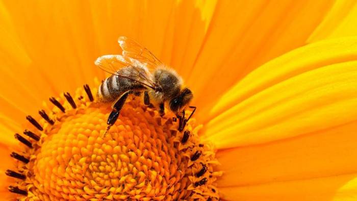 Ecólogos advierten que las abejas se extinguirán en cuestión de años