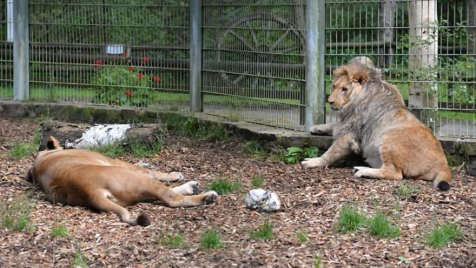 Wildtiere brechen aus Zoo in der Eifel aus