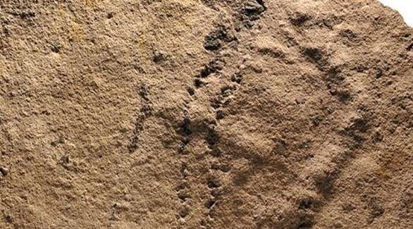 اكتشاف آثار حيوانات تعود الى 541 مليون سنة في الصين