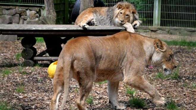 Lions, tigers, jaguar escape German zoo in Lünebach