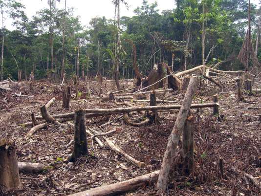 La déforestation s’accélère en Colombie