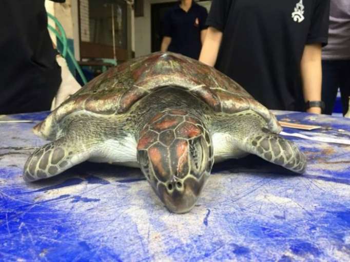 Thaïlande: une grosse tortue verte protégée, nouvelle victime du plastique