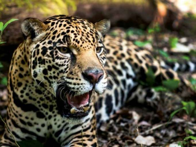 Mexique: le nombre de jaguars en hausse de 20%