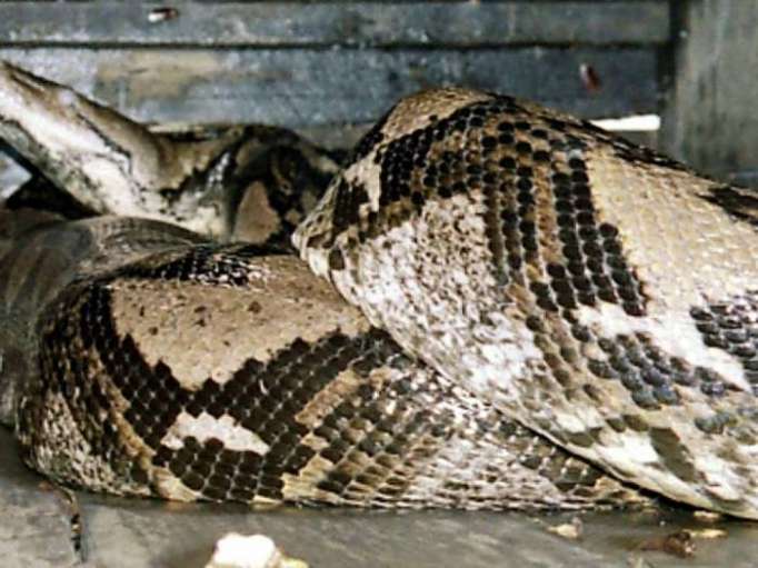 Indonésie: une femme dévorée par un python géant