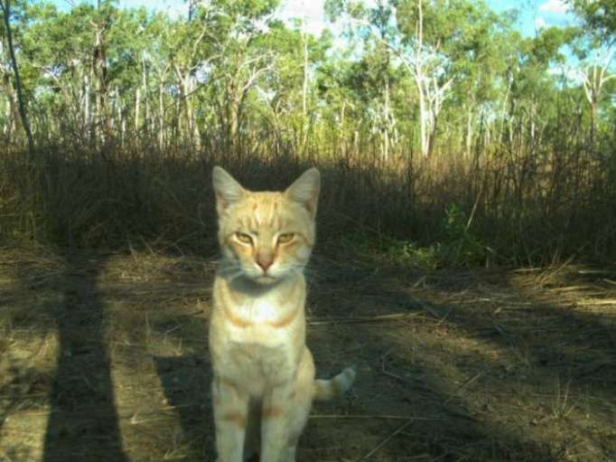 Australie: les chats errants tuent un million de reptiles par jour
