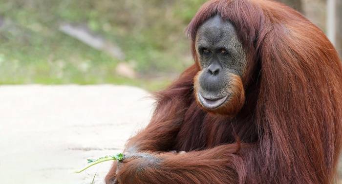 La orangután más vieja del mundo muere en Australia a los 62 años