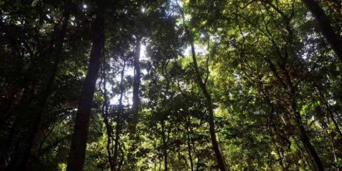 Disparition accélérée des forêts vierges de la planète