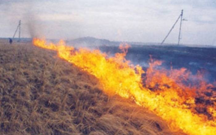 Goranboyda 200 hektar taxıl sahəsi yanıb